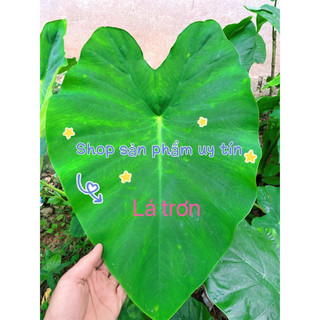 môn xanh lá vân và trơn (gốc,củ giống)