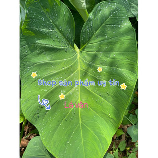 môn xanh lá vân và trơn (gốc,củ giống)