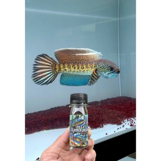 Cám Tyno Bui | Vây Kì Cao + Màu Sắc | Lóc Lạnh + Nữ Hoàng