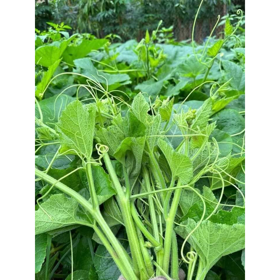 Hạt giống bí siêu ngọn trồng quanh năm thu hoạch liên tục gói 20gr