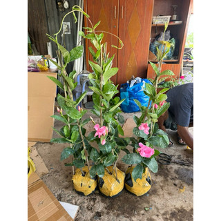 Cây hồng anh leo cánh kép - nguyên chậu, hoa quanh năm