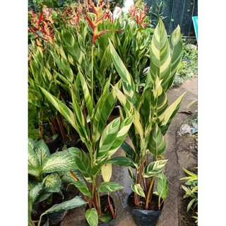 Chậu đen mỏng tặng kèm cây thiên điểu var cao 70-90cm siêu đẹp