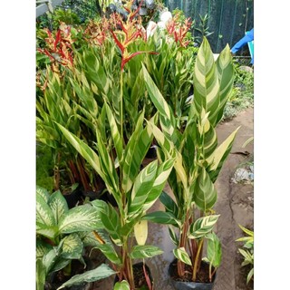 Chậu đen mỏng tặng kèm cây thiên điểu var cao 70-90cm siêu đẹp