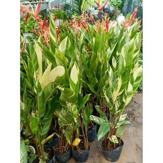 Chậu đen mỏng tặng kèm cây thiên điểu var cao 70-90cm siêu đẹp