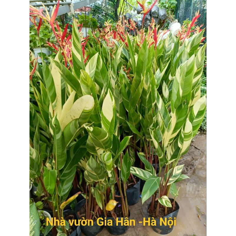 Chậu đen mỏng tặng kèm cây thiên điểu var cao 70-90cm siêu đẹp