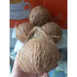 COMBO 10 TRÁI DỪA KHÔ GIÀ GỌT VỎ CÙI CƠM DÀY LOẠI NHỎ 400G-500G