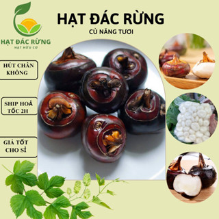 Củ Năng/ Củ Mã Thầy tươi chưa gọt vỏ 250g/500g/1kg - hút chân không (ship hoả tốc HCM)