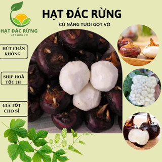 Củ năng gọt vỏ túi 1kg- Giao nhanh hoả tốc tại TP Hồ Chí Minh