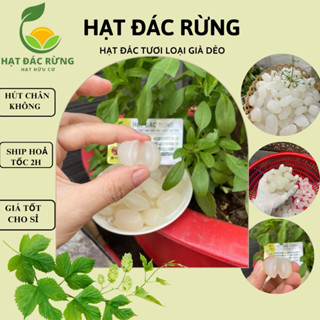 HẠT ĐÁC GIÀ CỨNG CÓ TIM 1KG HẠT ĐÁC GIÀ NGON MIX TO- NHỎ NẤU CHÈ RIM ME SHIP HOẢ TỐC HCM