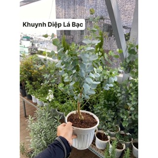 Cây Khuynh Diệp True Blue, Cây Đô La Bạc Silver Dollar  - Jun Garden