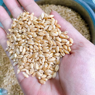 1Kg Hạt Lúa Mì Đã Tách Vỏ dùng làm sữa, ngũ cốc, bánh mì, nấu cháo