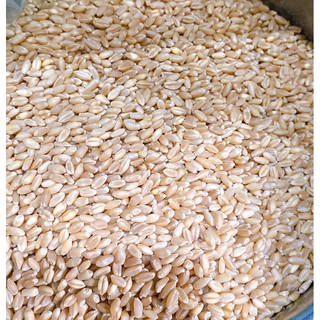 1Kg Hạt Lúa Mì Đã Tách Vỏ dùng làm sữa, ngũ cốc, bánh mì, nấu cháo