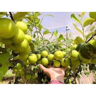 Cây giống táo thái ( siêu ngọt)