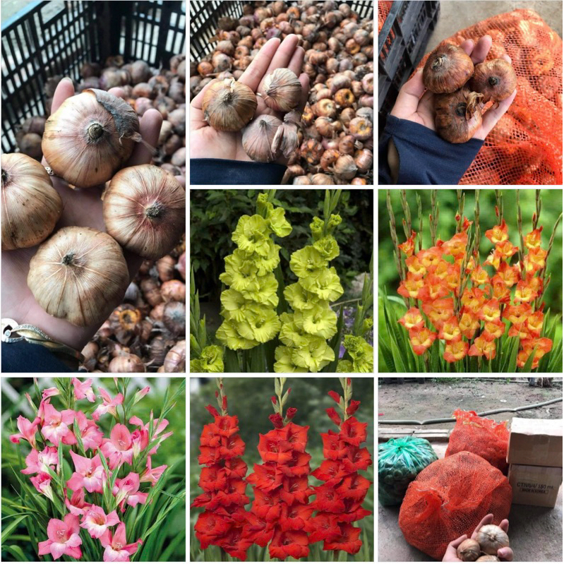 củ đại hoa lay ơn pháp trồng Tết