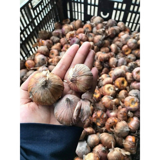 củ đại hoa lay ơn pháp trồng Tết
