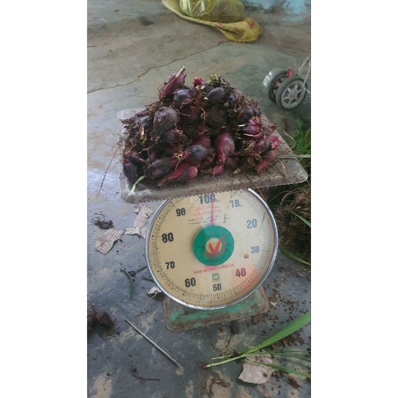 1kg sâm đại hành,củ sâm hành giống