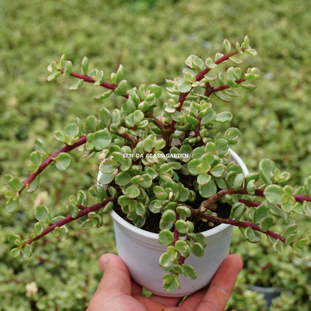 Sen đá Đô-La Trắng chậu trung 10cm Glass Garden