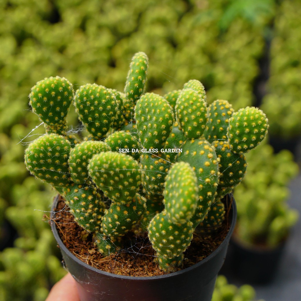 Xương rồng tai thỏ nhiều đầu chậu 9cm Glass Garden