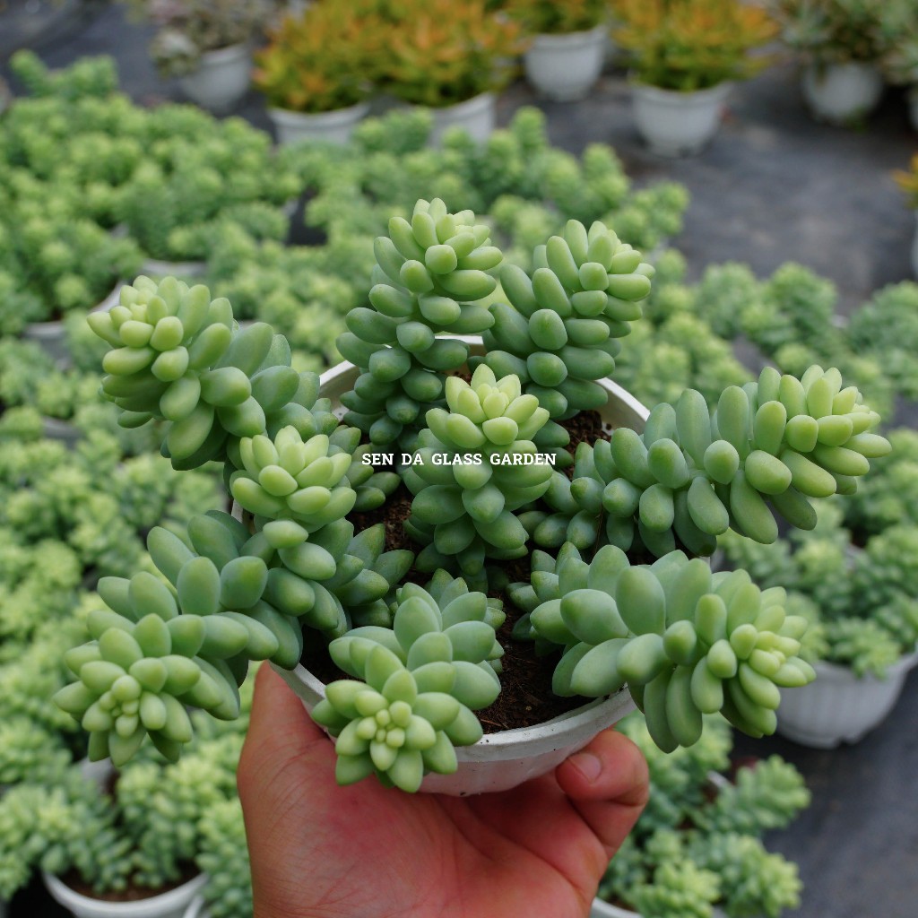 Sen đá chuỗi ngọc chậu treo 10cm Glass Garden