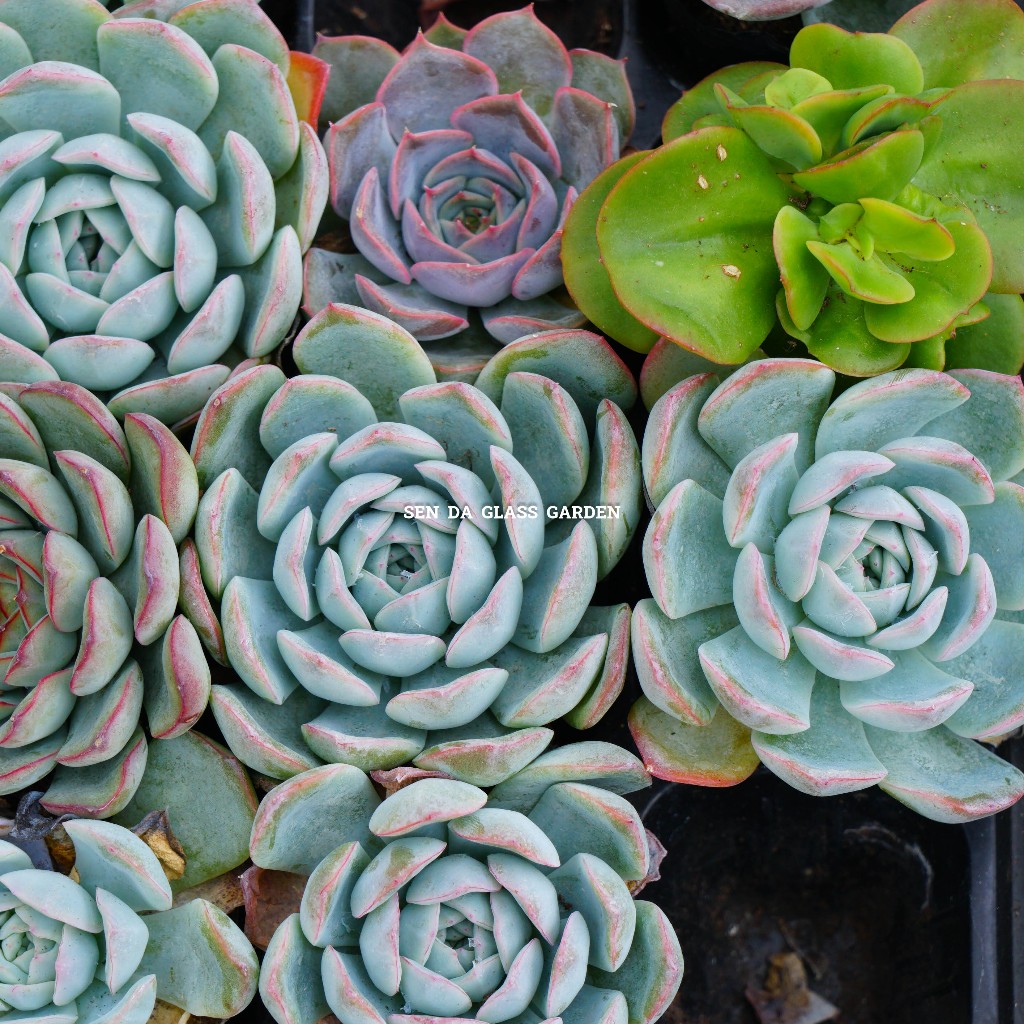 Sen đá Bánh Bông Lan chậu nhỏ 7cm Glass Garden