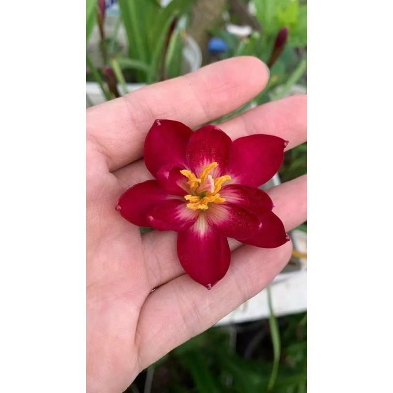 Huệ mưa kép đỏ đô