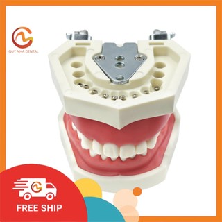 Mô hình rút răng thực hành nha khoa
