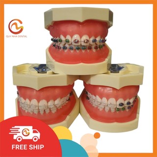 Mô hình rút răng thực hành nha khoa