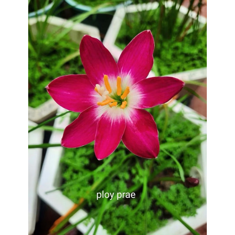 Huệ mưa đỏ đô hoa đơn