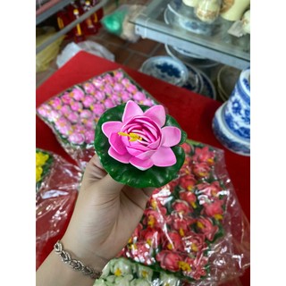 Hoa sen thả bát tụ thủy, thả hồ, thả bể cá