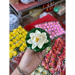 Hoa sen thả bát tụ thủy, thả hồ, thả bể cá