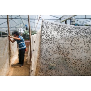 Mùng nuôi ruồi lính đen - Mã số 322