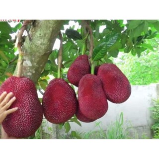  Cây giống mít vỏ đỏ ruột đỏ INDO   cây ghép  
