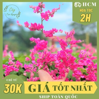 GIỐNG HOA TIGON ,(cao 30cm), Hoa giống cảnh sân vườn, ban công, dễ trồng GIÁ RẺ, nở quanh năm, Cây Tươi Nguyên