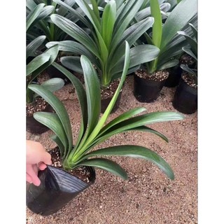 Cây lan quân tử (Clivia nobilis)