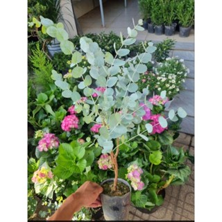 Cây đola bạc lá táo - cây khuynh diệp