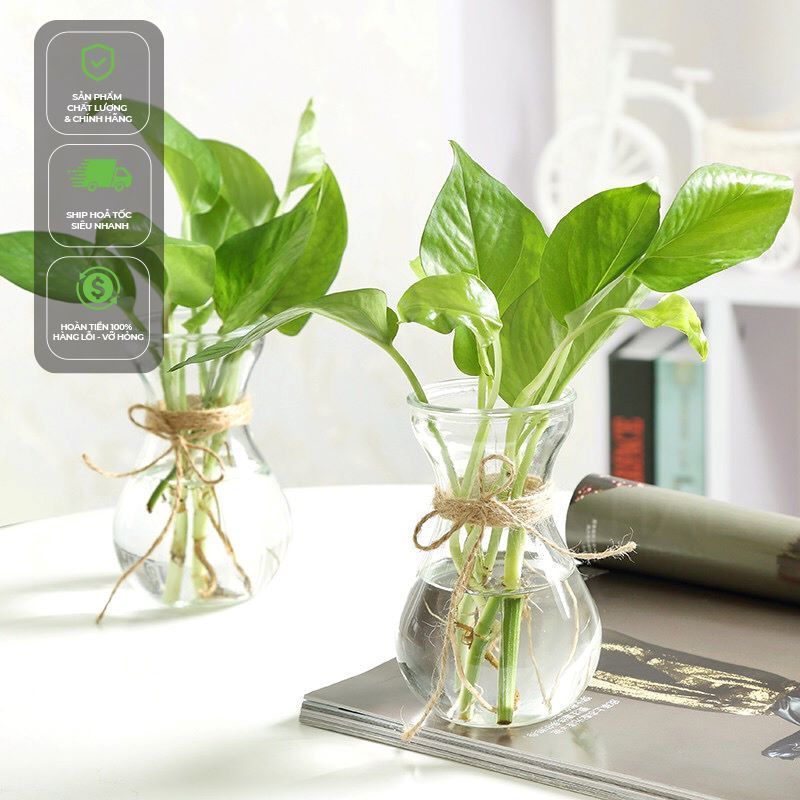 Chai thủy tinh trồng cây, cắm hoa dáng loe 350ml - CL350