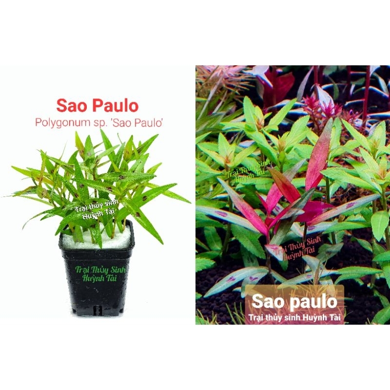 Sao Paulo - Polygonum sp. 'Sao Paulo'