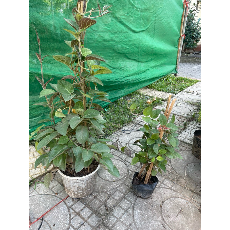 Hạt giống - Cây giống Lá mơ lông tím