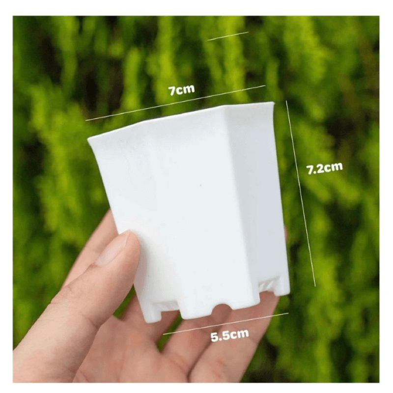 Chậu Nhựa Đã Qua Sử Dụng Về Ươm Mầm Sen Đá, Thay Chậu Cho Sen Đá, Chậu Nhựa Thoát Nước Tốt