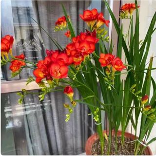 Củ giống hoa lan nam phi hoa màu đỏ - 1 củ KNS