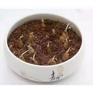 Củ giống hoa lan nam phi hoa màu vàng - 1 củ