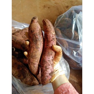 5kí khoai lang Mật Tà nung Đà Lat - Loại 1(3 đến 7 củ) Bao bù đầy đủ