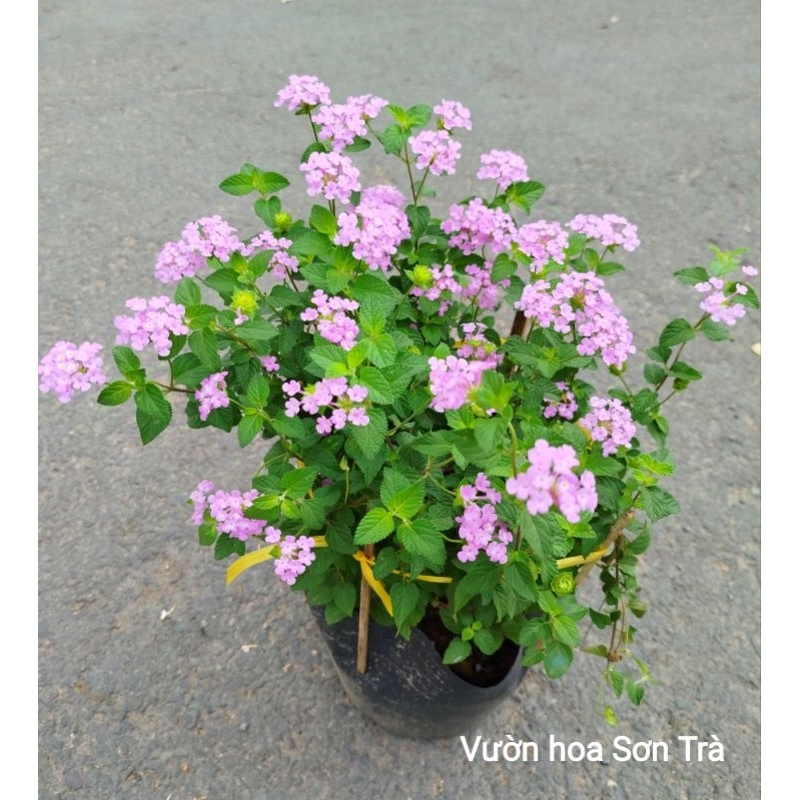 (VHST giao trong ngày) CÂY HOA TRÂM ỔI (NGŨ SẮC) hoa tím, đang hoa.