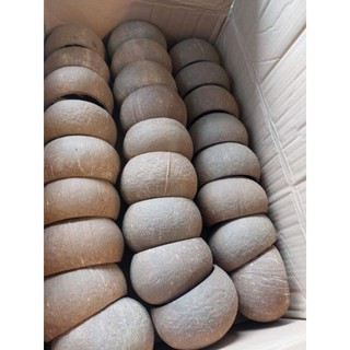 Gáo dừa trang trí hồ cá