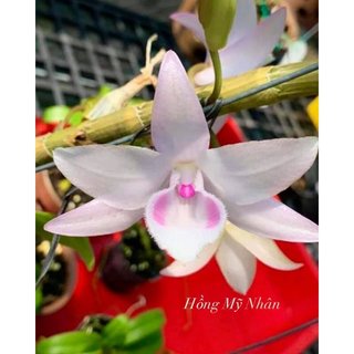HỒNG MỸ NHÂN TỰ THỤ