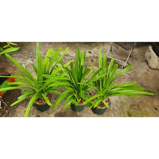 Hoa lan kiếm Hoàng Yến