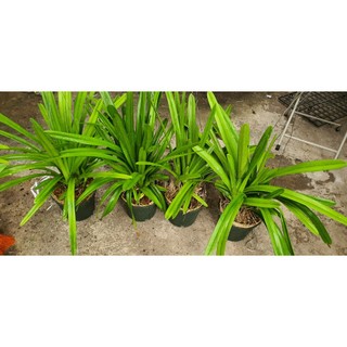 Hoa lan kiếm Hoàng Yến