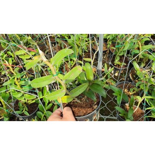 DÃ HẠC CHÂU NHƯ THÂN TÍM LỊM