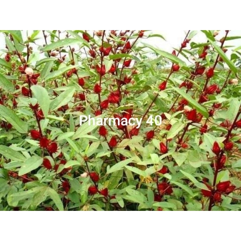 ✅[HÀNG LOẠI 1] Lá Atiso Đỏ 200gr Tươi Nhà Mẹ Trồng Lá Bụp Giấm Tươi Organic