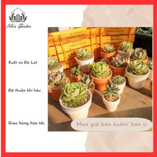 Sen đá trồng sẵn chậu đất nung, thích hợp làm quà tặng sự kiện Vuờn của Min xuất xứ Đà Lạt, đã thuần khí hậu